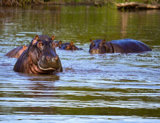 Hippos - boating exersion in Khwai