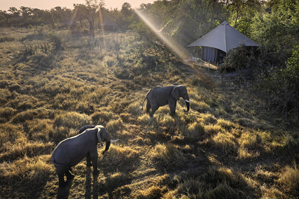 Elephants near Khwai Lediba