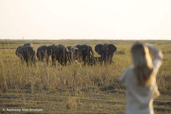 Elephant herd in Linyanti