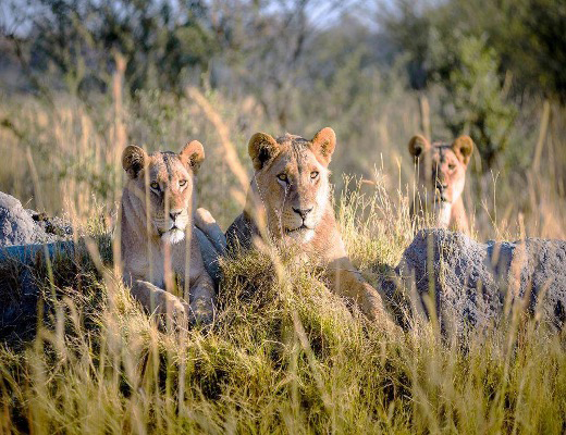 Lions seen in Moremi, Botswana