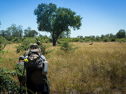 Walking safari - Selinda Adventure Trail