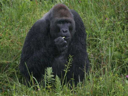 Low Land Gorilla