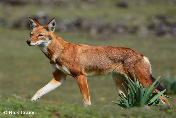 Ethiopia Wolf