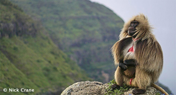 Gelada baboon