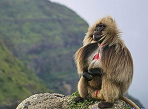 Gelada Baboon