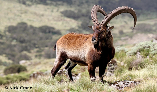 Walia Ibex in Simien Mountains