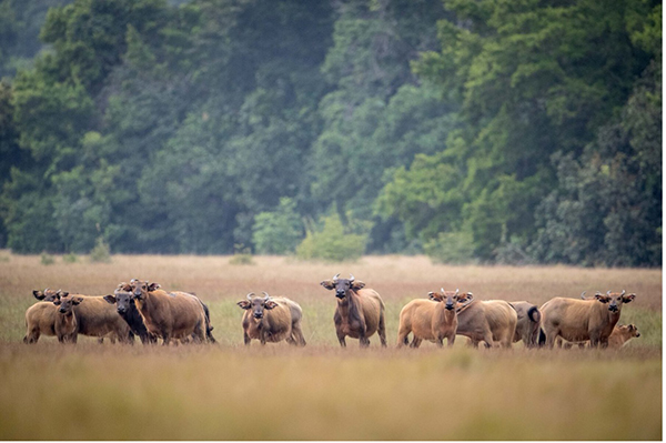 Savanna in Loango National Park