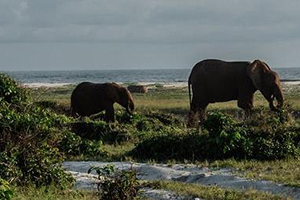 12 Day Loango National Park & Lekedi Private Park Tour