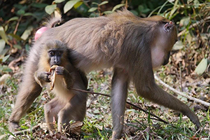 mandrill mom and a baby in Lekedi National Park, Gabon