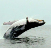 Whale-watching - Loango National park’s beach