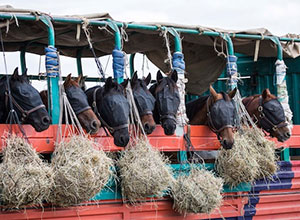 Ride Kenya – Mara, Great Plains Conservation