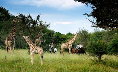 3 Nights Thamalakane River Horse Ride