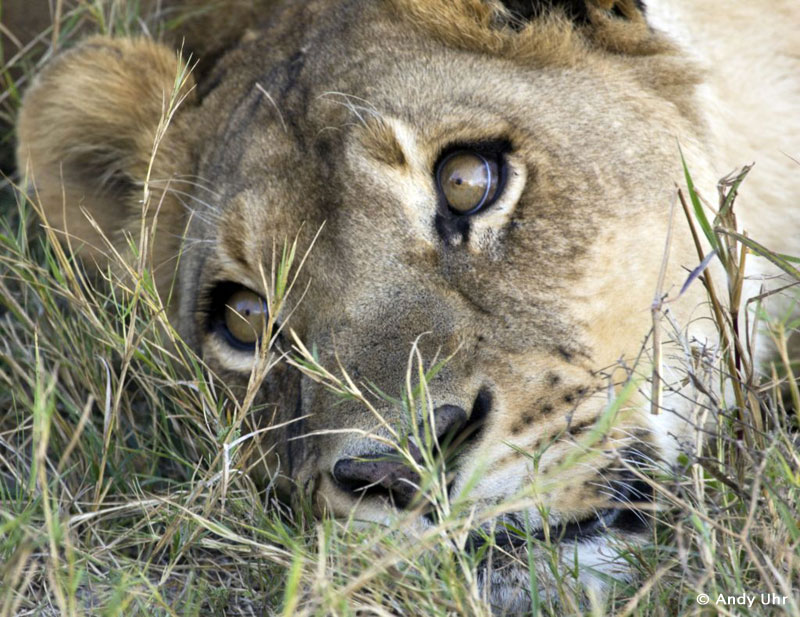 Lioness by Andy Uhr