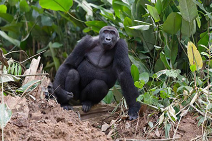 Republic of the Congo, February 2026 Trip Report