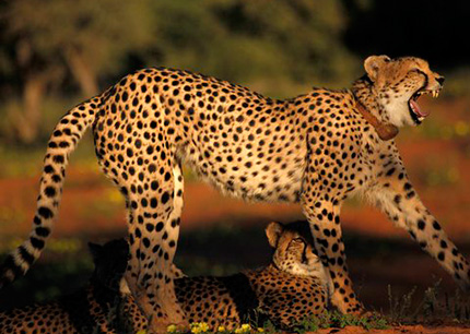 Cheetahs seen at Tawalu Kalahari