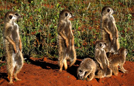 Meerkats seen in Tawalu Kalahari