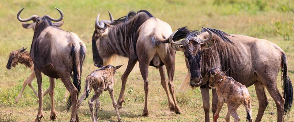 Calving Season Safari, Ngorongoro / Ndutu – Serengeti