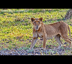 Zakouma National Park with Cindi LaRaia, March 8-16, 2026 Group Trip