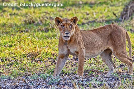 Zakouma National Park with Cindi LaRaia, March 8-16, 2026 Group Trip