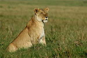 Nairobi National Park