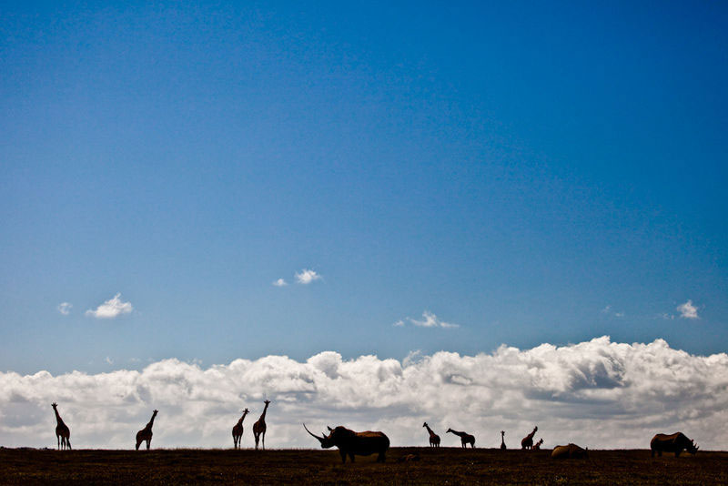 Solio Lodge - Mount Kenya - Kenya Safari Lodge