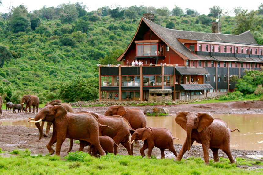 The Ark - Aberdare National Park - Kenya Safari Camp