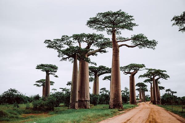 baobab avenue