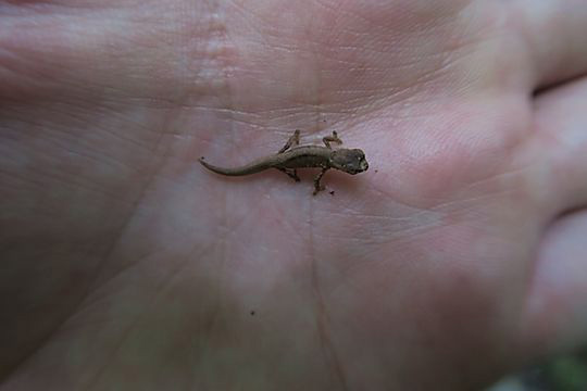 Amber Mountain stump tailed chameleon