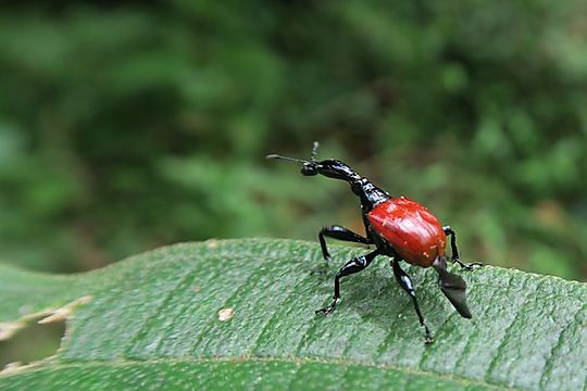 Giraffe weevil