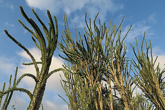 Spiny Forest - Madagascar