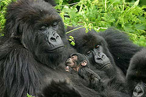 Gorilla family