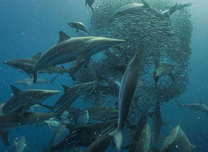 Sardine Run, Port St John's, Wild Coast, Transkei, South Africa