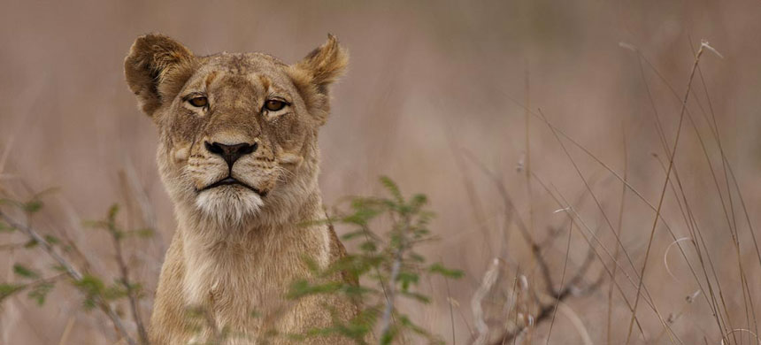 Singita Private Game Reserve - Kruger National Park and Sabi Sand Reserve - South Africa Safari Lodge