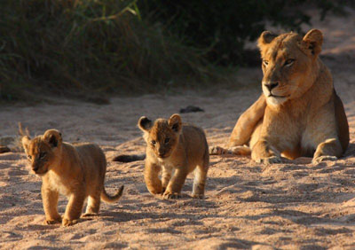 Tanda Tula Safari Camp - Kruger National Park - South Africa Safari Camp