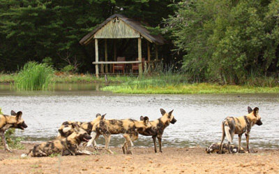 Tanda Tula Safari Camp - Kruger National Park - South Africa Safari Camp