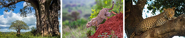 Tarangire National Park -  Tanzania