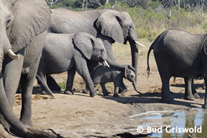 Elephants by Bud Gridwold