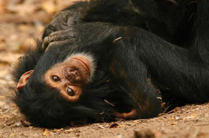 Gombe Forest Lodge - Gombe Stream National Park, Lake Tanganyika - Tanzania Island Lodge