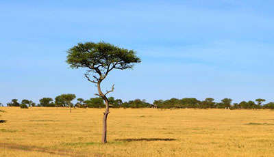 Kimondo Camp - Serengeti National Park - Tanzania Safari Camp