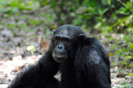 Kungwe Beach Lodge - Mahale Mountains National Park, Lake Tanganyika - Tanzania Island Lodge