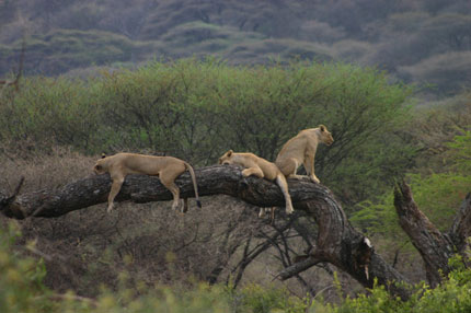 Lake Manyara Serena Lodge - Lake Manyara National Park - Tanzania Safari Lodge