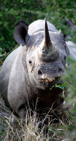 Black Rhino