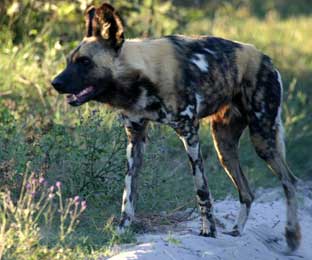 African Wild Dogs - Best of Botswana, Cape Town May 12-24 2010 Trip Report