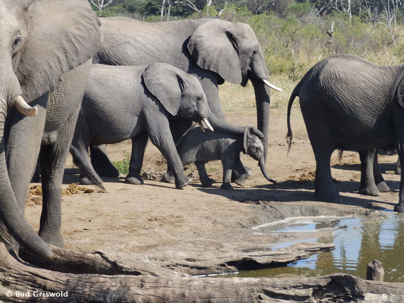 Best of Zimbabwe and Botswana May 12 – 25 2014 Trip Report