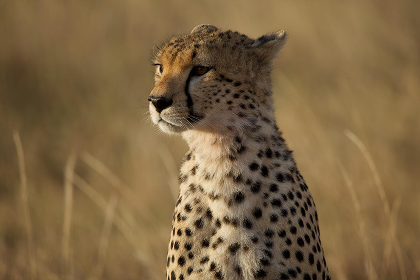 Cheetah