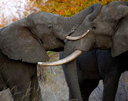 Elephant greeting