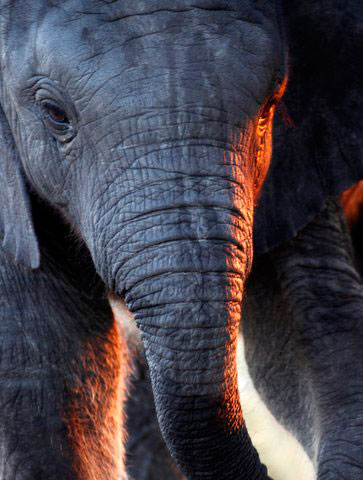 Taking elephant picture from a hide