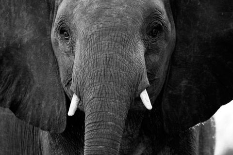 Elephants in Chobe, Botswana