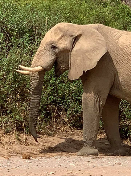 Elephants in Hoanib Valley