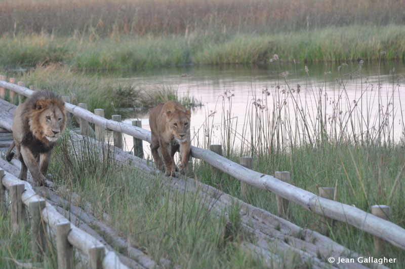 Best of Zimbabwe and Botswana May 12 – 25 2014 Trip Report